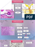 Histoloia Endocrino