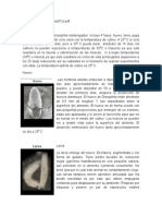 Ciclo de vida Drosophila