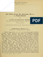 Miranda-Ribeiro 1908 - On Fishes From The Iporanga River