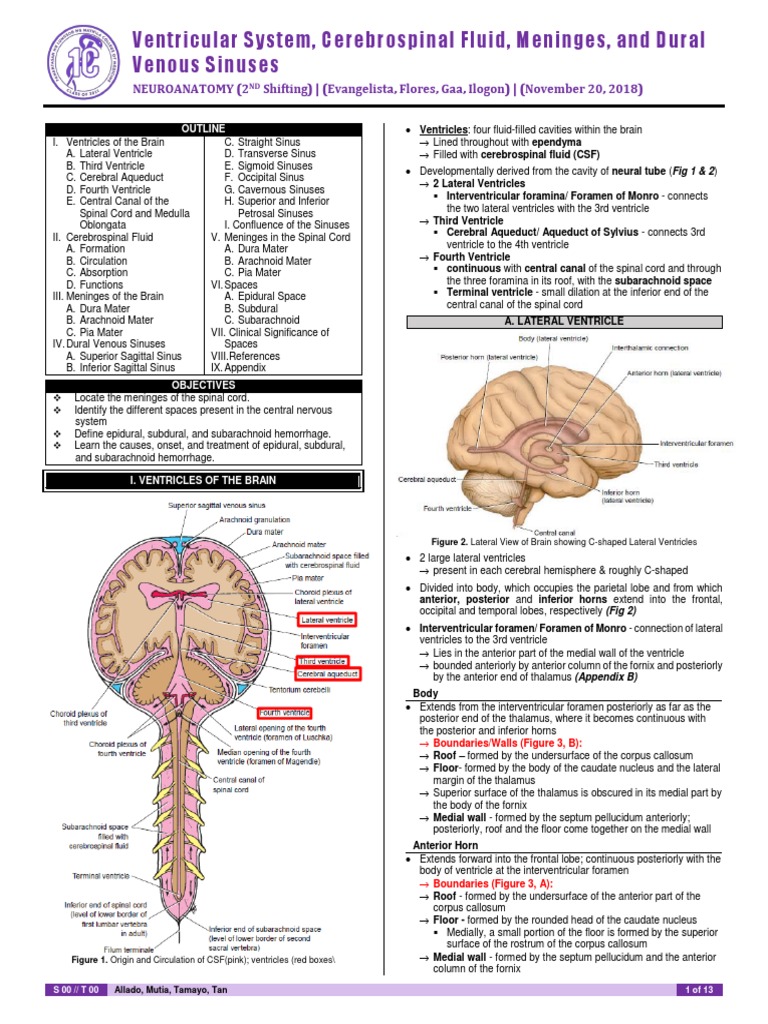 Neuro Anatomy: Ventricular System, Cerebrospinal Fluid and Meninges ...