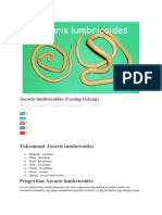 Ascaris Lumbricoides