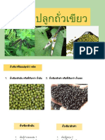 How To Grow Mungbean in Thailand