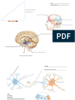 Neuron and Brain Labeling Homework 9.17