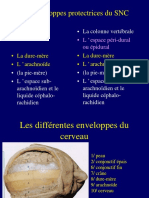 1 Meninges