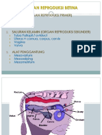 Organ Reproduksi Betina