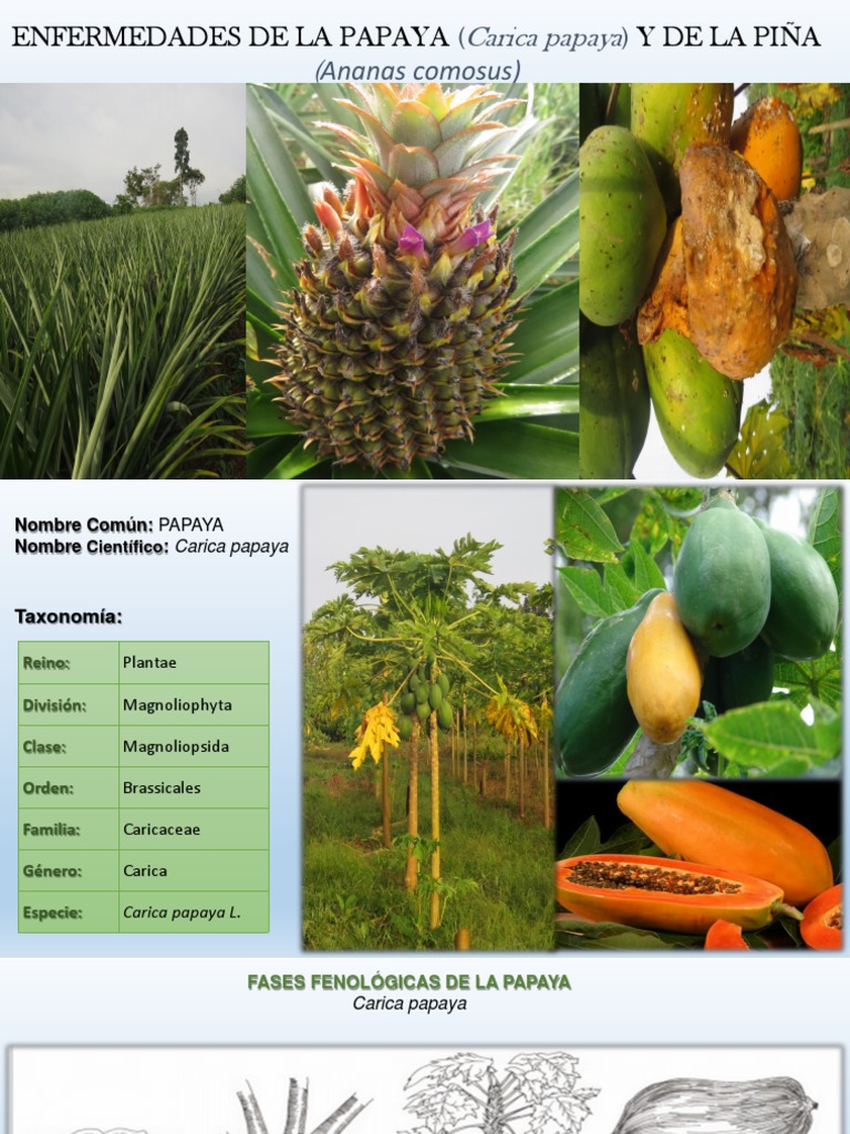 Enfermedades de Papaya y Piña | PDF | Piña | Hoja