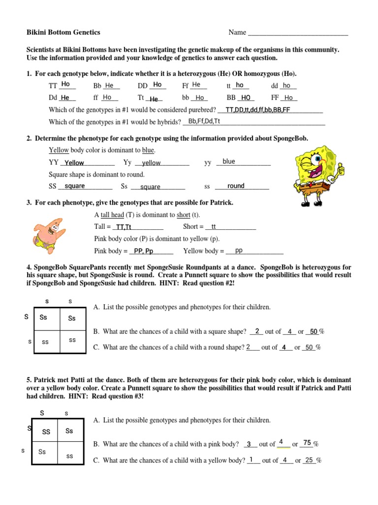 Bikini Bottom Genetics Name Dominance Genetics Genotype