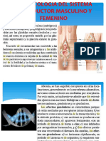 Farmacologia Del Sistema Reproductor Masculino y Femenino