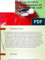 MEZCLA DE CEPAS DE HONGOS PARA EL CONTROL DE LA BROCA DEL CAFE