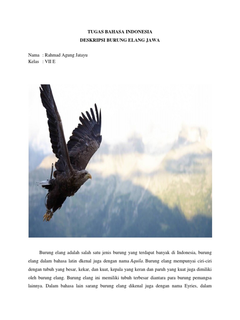 7300 Koleksi Gambar Burung Elang Dan Jenisnya Gratis Terbaik