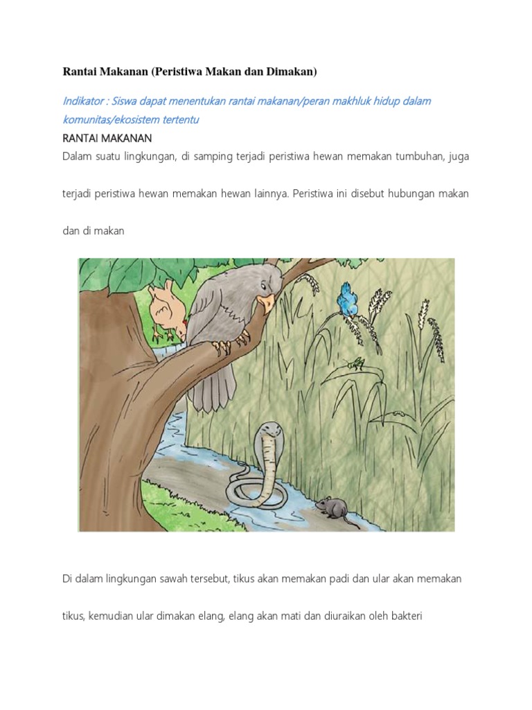 Gambar Rantai Makanan Padi Belalang Katak Ular Elang