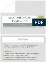 Anatomi Organ Akar