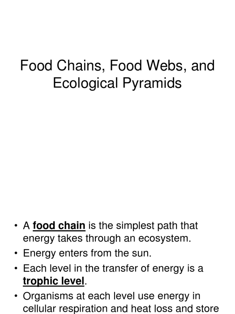 Food ChainsFood Websand Ecological  PDF  Food Web  Biomass Within Ecological Pyramids Worksheet Answer Key