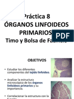 Órganos Linfoideos Primarios