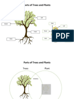 Tree and Plant Graphic Organizer