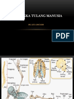 Kerangka tulang manusia