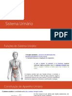 Sistema Urinário