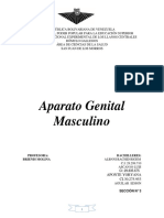 Aparato Reproductor Masculino