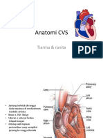 Anatomi CVS