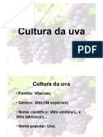 Cultura da uva: história, características e dados