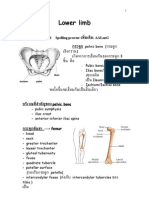 Lower Limb