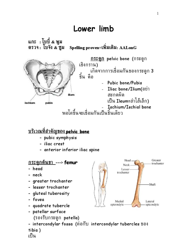 Lower Limb | PDF