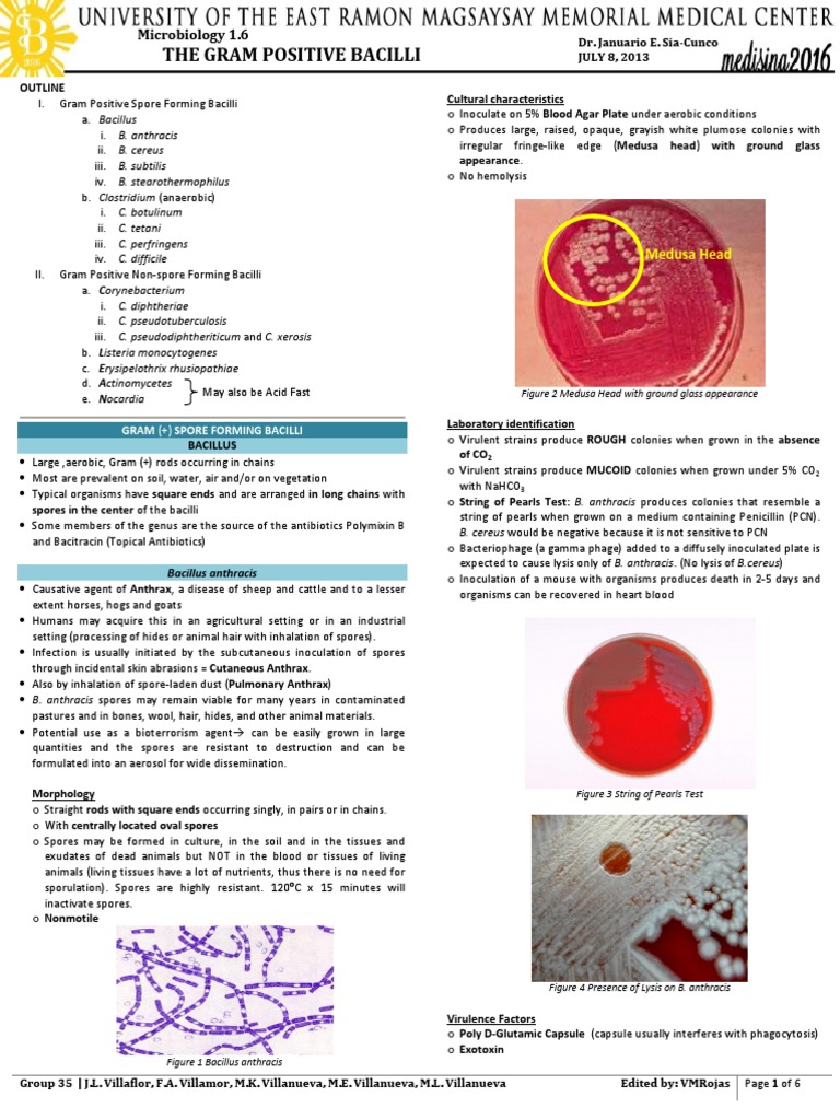 String of Pearls Test for Anthrax | PDF | Anthrax | Bacillus