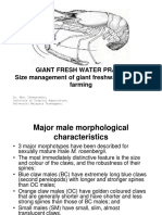 Giantfreshwaterprawnsizemanagement PDF