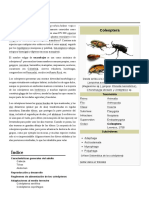 Escarabajos, Tipologia y Anatomia.