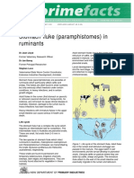 Prime Fact 452 Stomach Fluke Paramphistomes in Ruminants