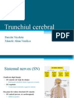 Trunchiul Cerebral