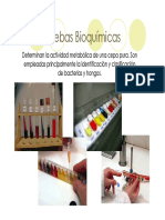 U3b_PruebasBioquimicas_17458.PDF