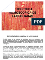 Estructura Microscopica de Latifoliadas