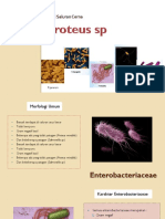Proteus SP