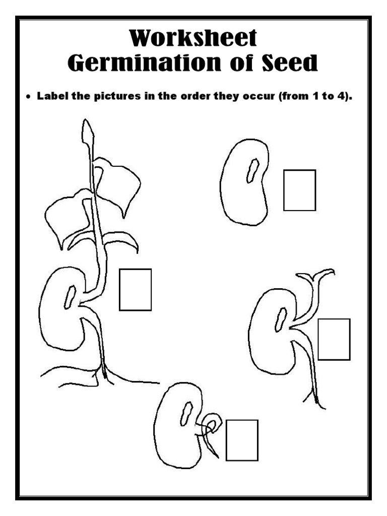 Worksheets Germination of Seed PDF