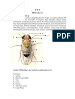 Morfologi Droshopilla SP