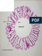 Lab Two Practice Quiz Protista Sponges