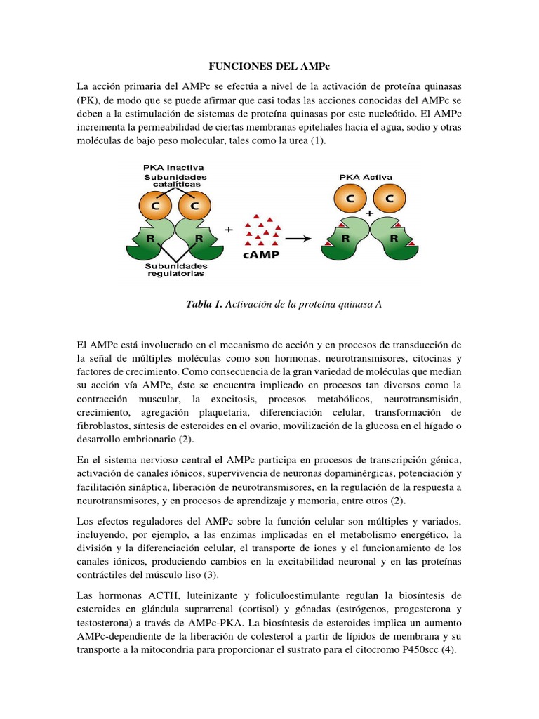 Funciones Del Ampc | PDF | Canal de iones | Hormona