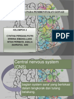 Newperanan Cns Pada Pembentukan Gonad