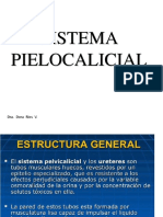 Sistema Pielocalicial