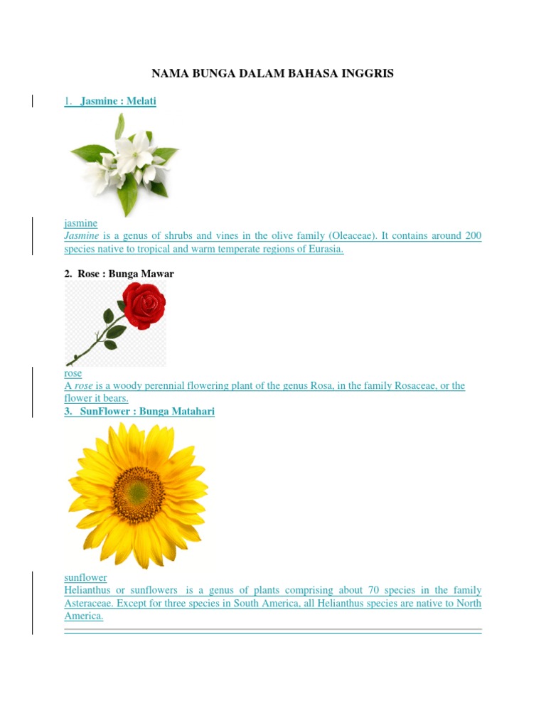 Nama Bunga Dalam Bahasa Inggris Pdf Lilium Lavandula