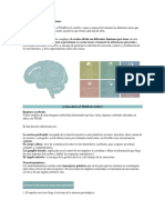 Áreas Del Cerebro y Sus Funciones