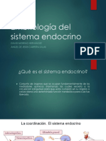 Embriologia Del Sistema Endocrino