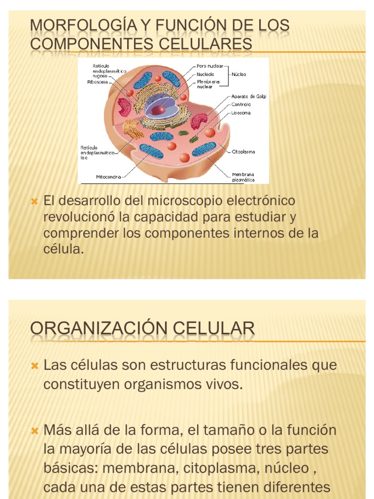 MORFOLOGÍA Y FUNCIÓN DE LOS COMPONENTES CELULARES
