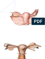 1.1. Penuntun praktikum Anatomi Reproduksi.pdf