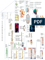 Neuro Anatomia