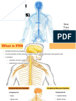 Peripheral Nervous System (PNS) : Sine Yuyu Nont Noey Khing