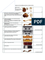 Clave de Los Géneros de Coccinellidae Presentes en América Del Sur