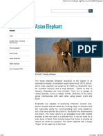 Asian Elephant - WWF
