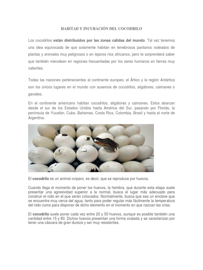 Habitad y Incubación Del Cocodrilo | PDF | Pingüino | Caimán